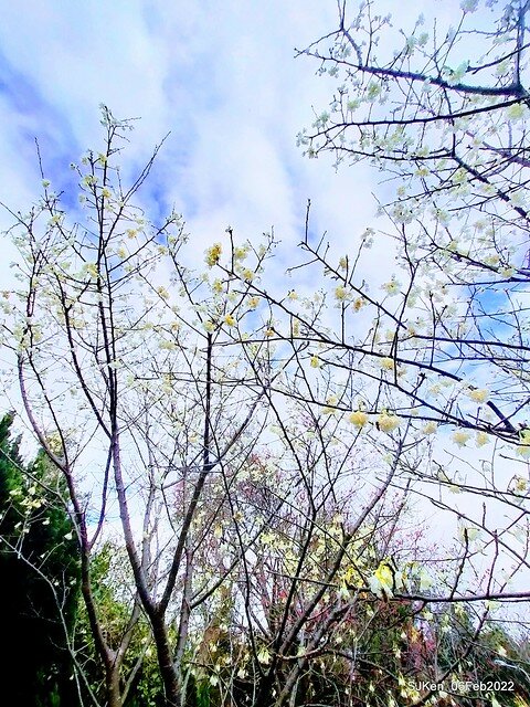 花卉試驗中心櫻花篇(2022 Cherry blossoms ), Taipei, Taiwan, SJKen,Feb 6, 2022.