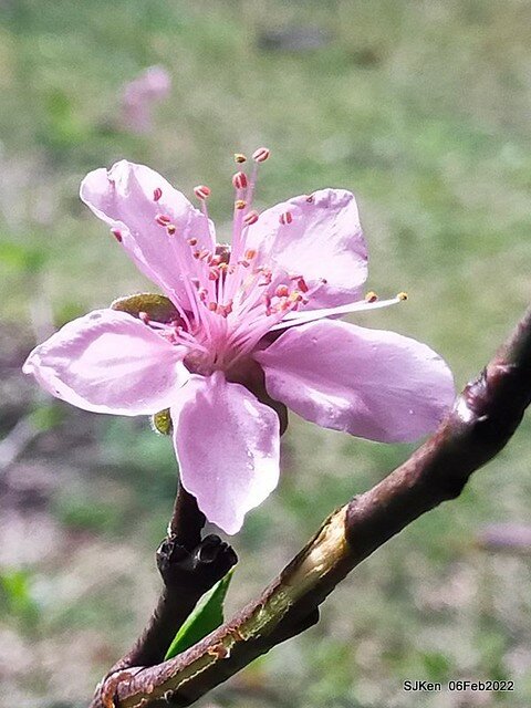花卉試驗中心櫻花篇(2022 Cherry blossoms ), Taipei, Taiwan, SJKen,Feb 6, 2022.