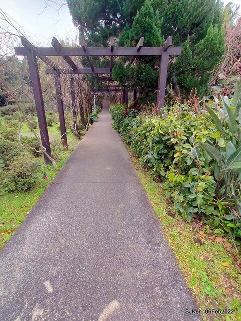 「陽明山花卉試驗中心風信子與香花篇」(Hyacinthus orientalis & other blossoms), Taipei, Taiwan, SJKen, Feb 6, 2022.
