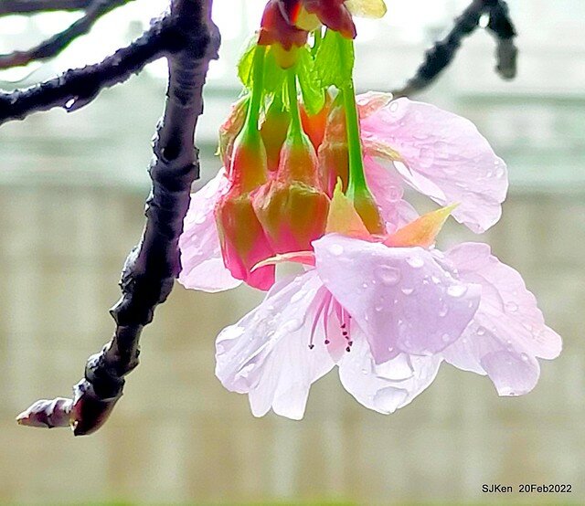 「中正紀念堂」寒流雨中賞櫻與杜鵑花(Cherry Blossom & Rhododendron at C.K.S. Memorial Hall), Taipei, Taiwan, SJKen, Feb 20, 2022.