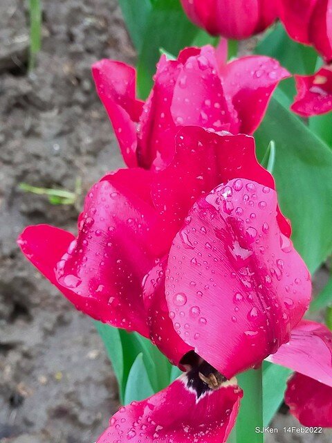 「新店碧潭風景區鬱金香花海」(Tulid blossoms at Pi lake), Hsinpei city, North Taiwan, SJKen, Feb 14, 2022.