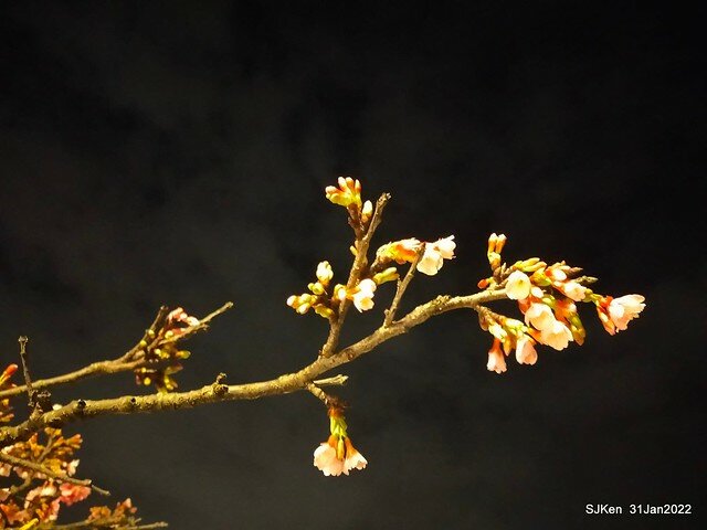 「2022台北東湖樂活夜櫻季」(2022 Taipei Lohas Cherry Blossoms Festival), Taipei, Taiwan, SJKen, Jan 31, 2022.
