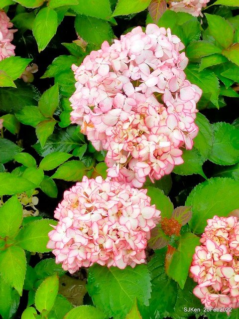 「大安森林公園2022台北杜鵑花季」(Hydrangea & Rhododendron flower exhibition at Da-An forest park), Taipei, Taiwan, SJKen, Feb 20, 2022.