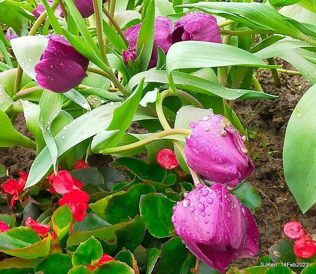 「新店碧潭風景區鬱金香花海」(Tulid blossoms at Pi lake), Hsinpei city, North Taiwan, SJKen, Feb 14, 2022.