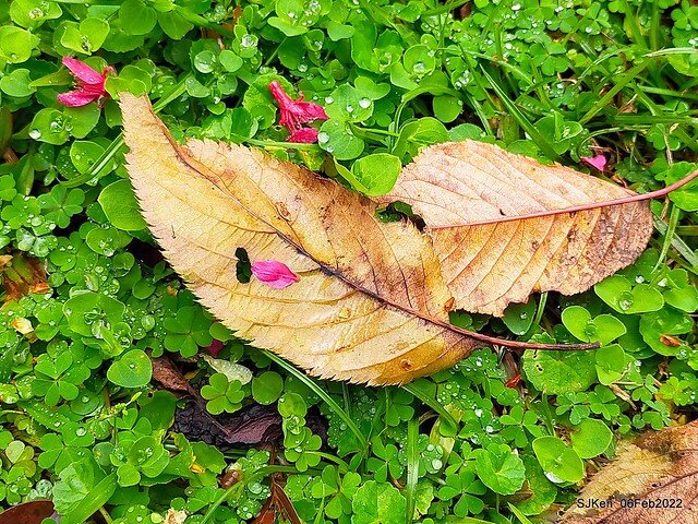 花卉試驗中心櫻花篇(2022 Cherry blossoms ), Taipei, Taiwan, SJKen,Feb 6, 2022.