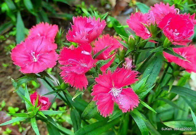 「陽明山花卉試驗中心風信子與香花篇」(Hyacinthus orientalis & other blossoms), Taipei, Taiwan, SJKen, Feb 6, 2022.