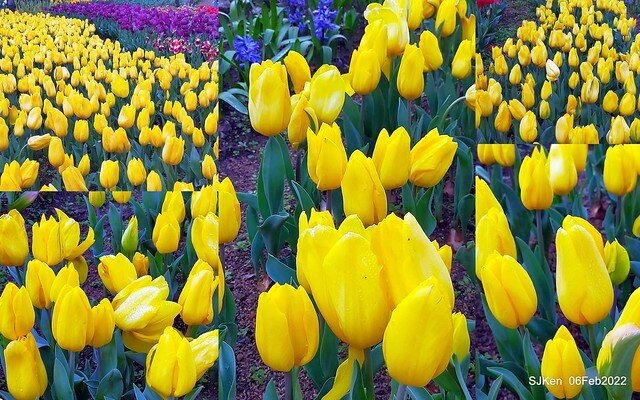花卉試驗中心鬱金香展(2022 Tulid blossoms exhibition), Taipei, Taiwan, SJKen,Feb 6,  2022.