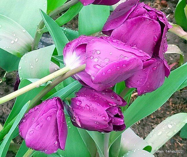 「新店碧潭風景區鬱金香花海」(Tulid blossoms at Pi lake), Hsinpei city, North Taiwan, SJKen, Feb 14, 2022.