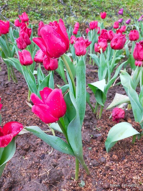 「新店碧潭風景區鬱金香花海」(Tulid blossoms at Pi lake), Hsinpei city, North Taiwan, SJKen, Feb 14, 2022.