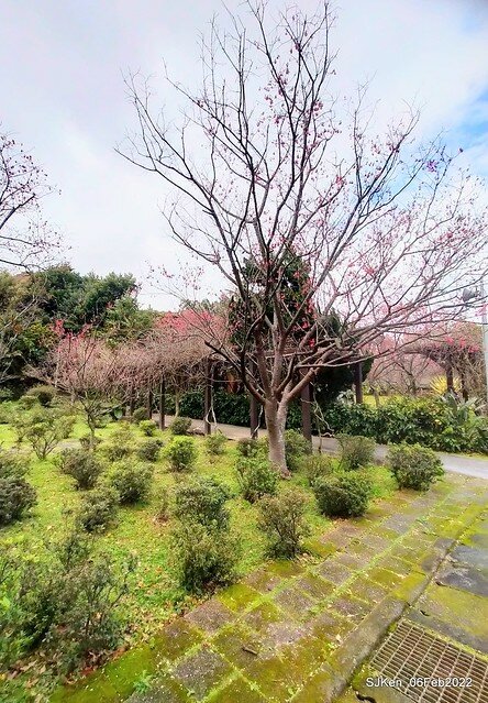 花卉試驗中心櫻花篇(2022 Cherry blossoms ), Taipei, Taiwan, SJKen,Feb 6, 2022.
