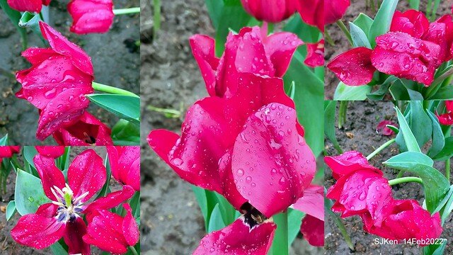 「新店碧潭風景區鬱金香花海」(Tulid blossoms at Pi lake), Hsinpei city, North Taiwan, SJKen, Feb 14, 2022.