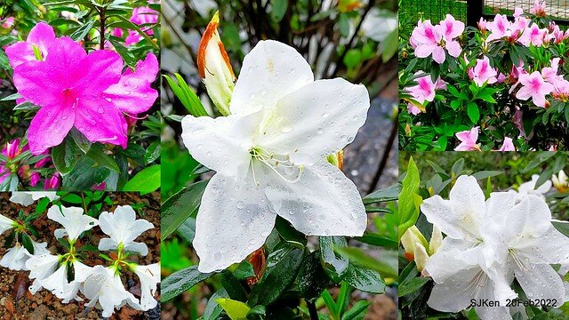 「大安森林公園2022台北杜鵑花季」(Hydrangea & Rhododendron flower exhibition at Da-An forest park), Taipei, Taiwan, SJKen, Feb 20, 2022.