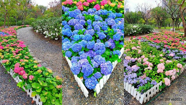 「大安森林公園2022台北杜鵑花季」(Hydrangea & Rhododendron flower exhibition at Da-An forest park), Taipei, Taiwan, SJKen, Feb 20, 2022.