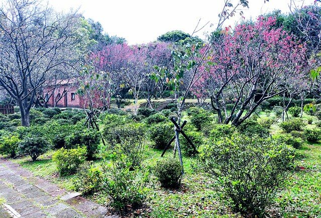 「陽明山花卉試驗中心茶花與杜鵑花」(Rhododendron &Camila), Taipei, Taiwan, SJKen, Feb 6, 2022.