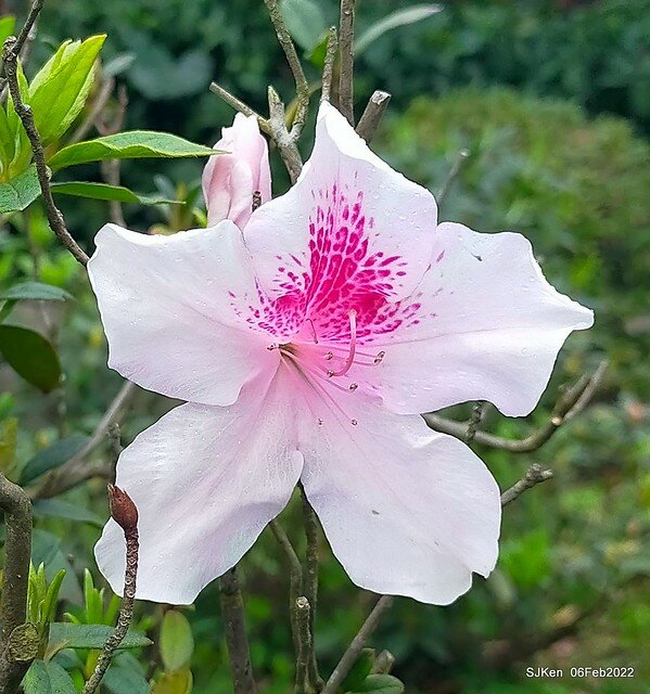 「陽明山花卉試驗中心茶花與杜鵑花」(Rhododendron &Camila), Taipei, Taiwan, SJKen, Feb 6, 2022.