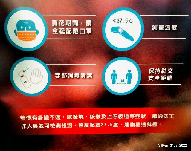 「2022台北東湖樂活夜櫻季」(2022 Taipei Lohas Cherry Blossoms Festival), Taipei, Taiwan, SJKen, Jan 31, 2022.