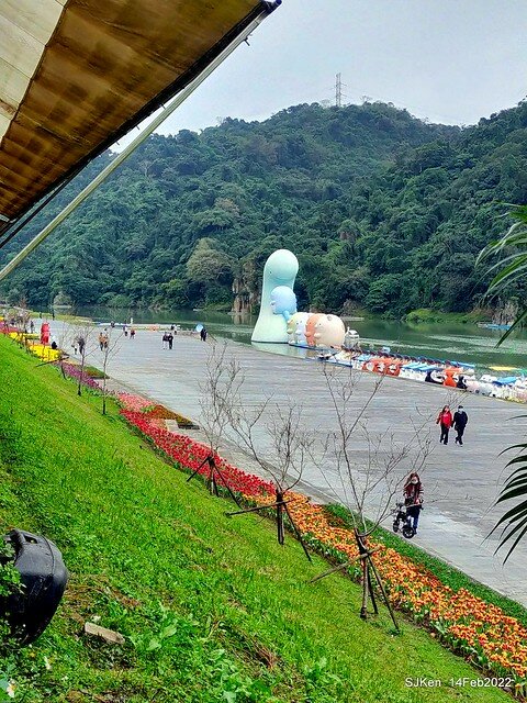 「新店碧潭風景區鬱金香花海」(Tulid blossoms at Pi lake), Hsinpei city, North Taiwan, SJKen, Feb 14, 2022.