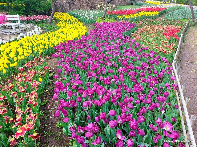 花卉試驗中心鬱金香展(2022 Tulid blossoms exhibition), Taipei, Taiwan, SJKen,Feb 6,  2022.