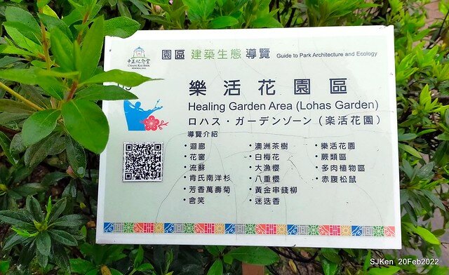 「中正紀念堂」寒流雨中賞櫻與杜鵑花(Cherry Blossom & Rhododendron at C.K.S. Memorial Hall), Taipei, Taiwan, SJKen, Feb 20, 2022.