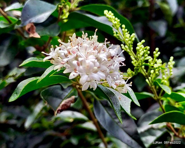 「陽明山花卉試驗中心風信子與香花篇」(Hyacinthus orientalis & other blossoms), Taipei, Taiwan, SJKen, Feb 6, 2022.