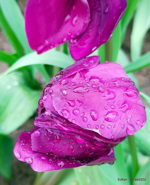 「新店碧潭風景區鬱金香花海」(Tulid blossoms at Pi lake), Hsinpei city, North Taiwan, SJKen, Feb 14, 2022.