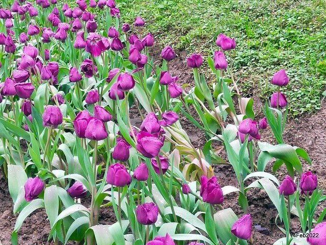 「新店碧潭風景區鬱金香花海」(Tulid blossoms at Pi lake), Hsinpei city, North Taiwan, SJKen, Feb 14, 2022.