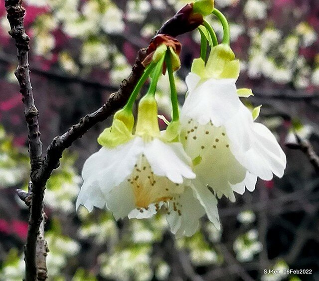 花卉試驗中心櫻花篇(2022 Cherry blossoms ), Taipei, Taiwan, SJKen,Feb 6, 2022.