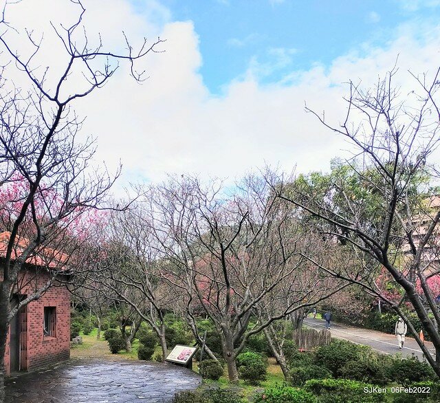 花卉試驗中心櫻花篇(2022 Cherry blossoms ), Taipei, Taiwan, SJKen,Feb 6, 2022.