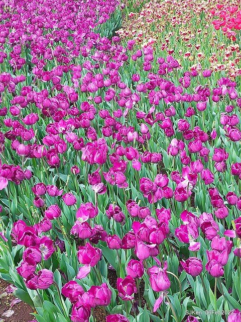 花卉試驗中心鬱金香展(2022 Tulid blossoms exhibition), Taipei, Taiwan, SJKen,Feb 6,  2022.