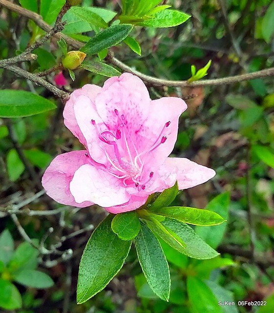 「陽明山花卉試驗中心茶花與杜鵑花」(Rhododendron &Camila), Taipei, Taiwan, SJKen, Feb 6, 2022.