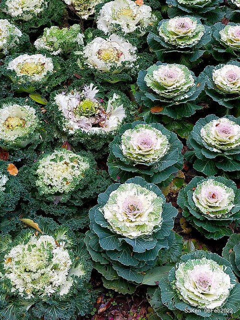 「陽明山花卉試驗中心風信子與香花篇」(Hyacinthus orientalis & other blossoms), Taipei, Taiwan, SJKen, Feb 6, 2022.