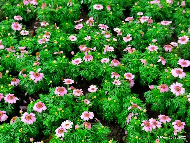 「大安森林公園2022台北杜鵑花季」(Hydrangea & Rhododendron flower exhibition at Da-An forest park), Taipei, Taiwan, SJKen, Feb 20, 2022.