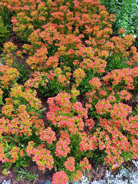 「陽明山花卉試驗中心風信子與香花篇」(Hyacinthus orientalis & other blossoms), Taipei, Taiwan, SJKen, Feb 6, 2022.