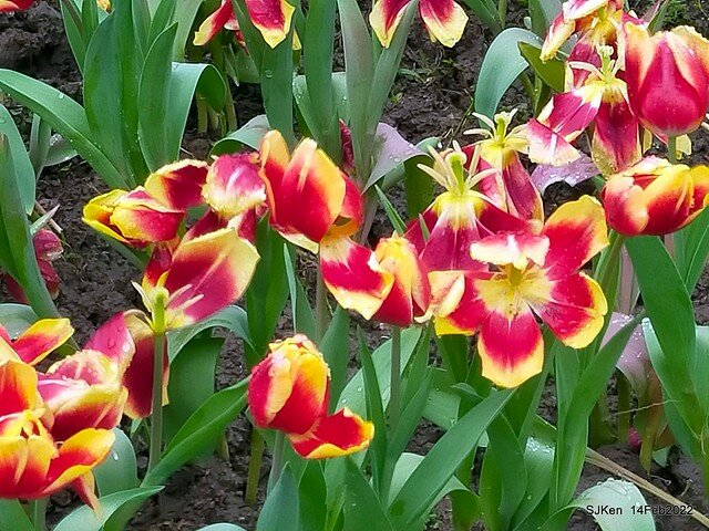「新店碧潭風景區鬱金香花海」(Tulid blossoms at Pi lake), Hsinpei city, North Taiwan, SJKen, Feb 14, 2022.
