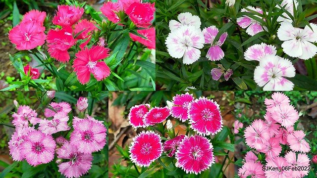 「陽明山花卉試驗中心風信子與香花篇」(Hyacinthus orientalis & other blossoms), Taipei, Taiwan, SJKen, Feb 6, 2022.