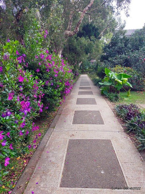 「陽明山花卉試驗中心風信子與香花篇」(Hyacinthus orientalis & other blossoms), Taipei, Taiwan, SJKen, Feb 6, 2022.