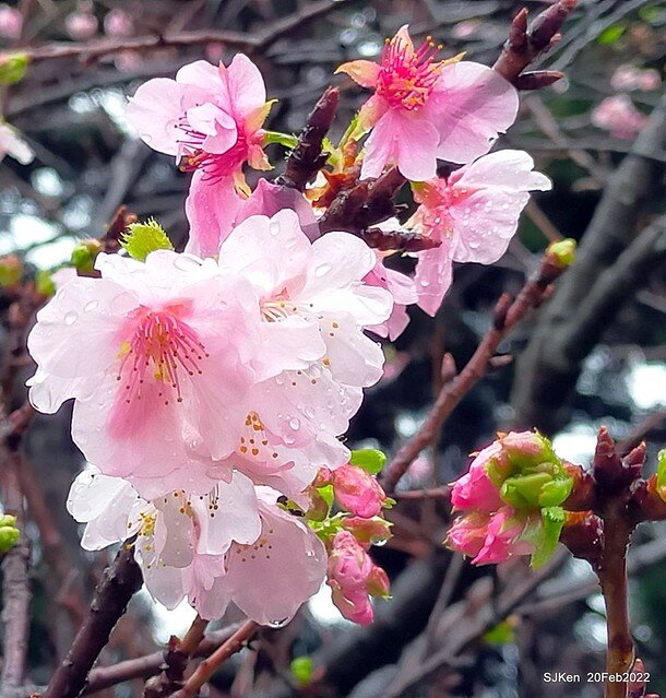 「中正紀念堂」寒流雨中賞櫻與杜鵑花(Cherry Blossom & Rhododendron at C.K.S. Memorial Hall), Taipei, Taiwan, SJKen, Feb 20, 2022.