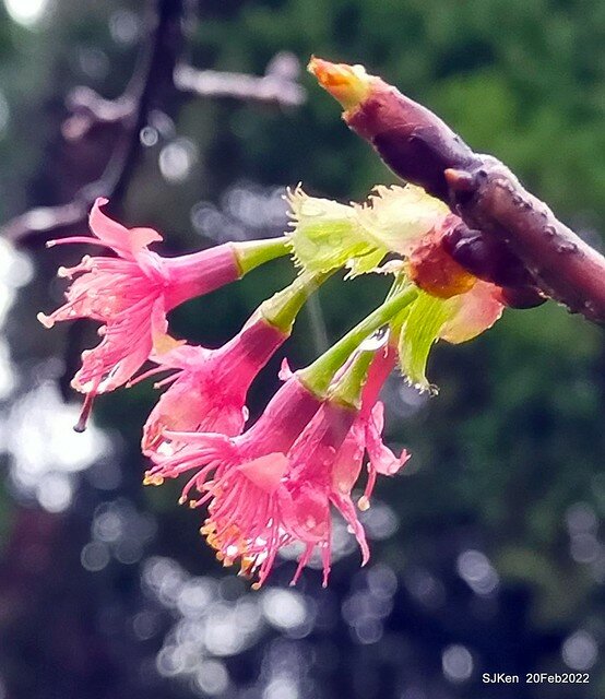 「中正紀念堂」寒流雨中賞櫻與杜鵑花(Cherry Blossom & Rhododendron at C.K.S. Memorial Hall), Taipei, Taiwan, SJKen, Feb 20, 2022.