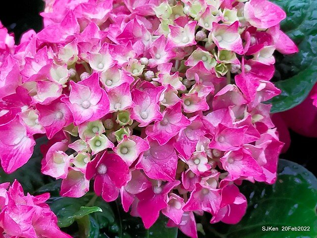 「大安森林公園2022台北杜鵑花季」(Hydrangea & Rhododendron flower exhibition at Da-An forest park), Taipei, Taiwan, SJKen, Feb 20, 2022.