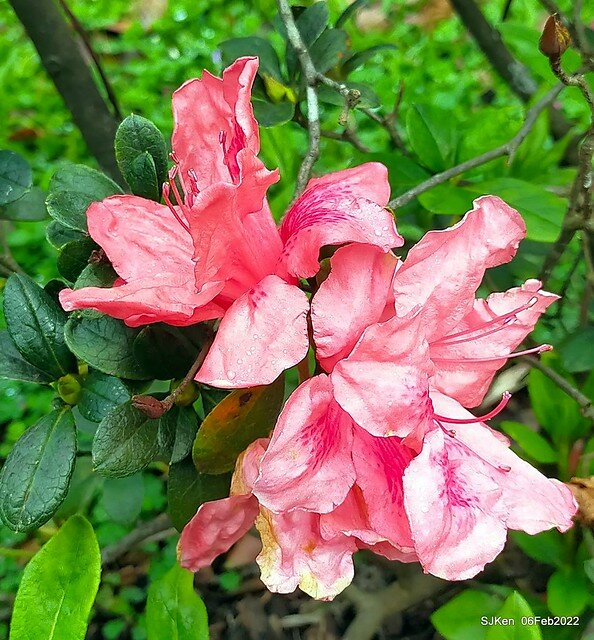 「陽明山花卉試驗中心茶花與杜鵑花」(Rhododendron &Camila), Taipei, Taiwan, SJKen, Feb 6, 2022.