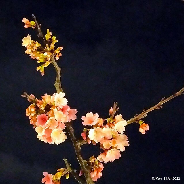 「2022台北東湖樂活夜櫻季」(2022 Taipei Lohas Cherry Blossoms Festival), Taipei, Taiwan, SJKen, Jan 31, 2022.