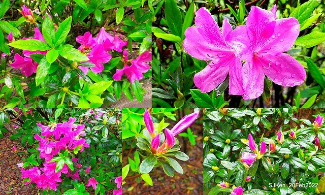 「中正紀念堂」寒流雨中賞櫻與杜鵑花(Cherry Blossom & Rhododendron at C.K.S. Memorial Hall), Taipei, Taiwan, SJKen, Feb 20, 2022.