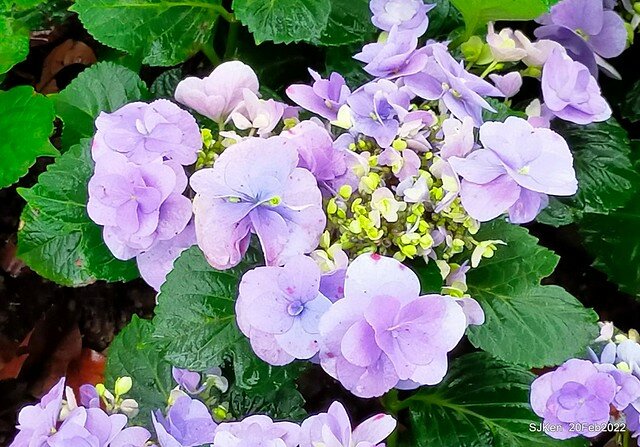 「大安森林公園2022台北杜鵑花季」(Hydrangea & Rhododendron flower exhibition at Da-An forest park), Taipei, Taiwan, SJKen, Feb 20, 2022.