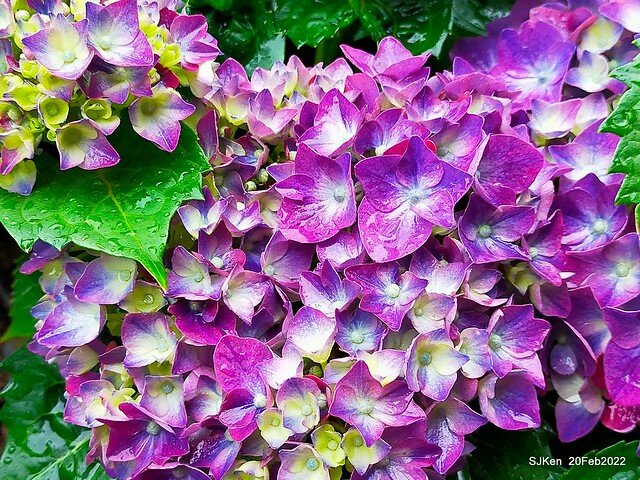 「大安森林公園2022台北杜鵑花季」(Hydrangea & Rhododendron flower exhibition at Da-An forest park), Taipei, Taiwan, SJKen, Feb 20, 2022.