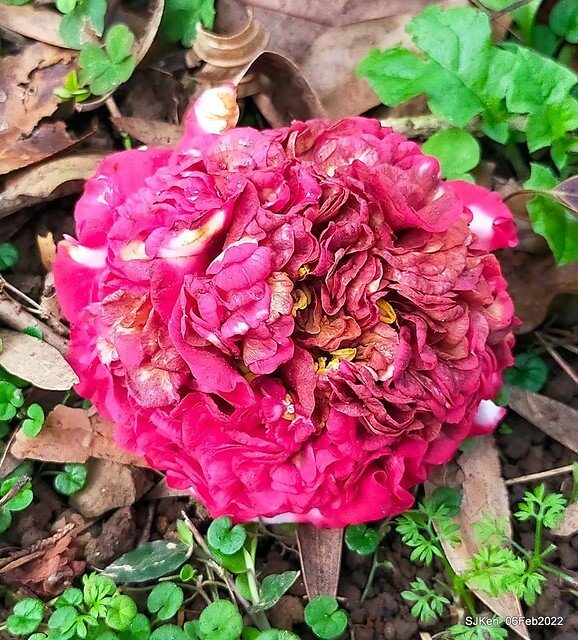 「陽明山花卉試驗中心茶花與杜鵑花」(Rhododendron &Camila), Taipei, Taiwan, SJKen, Feb 6, 2022.