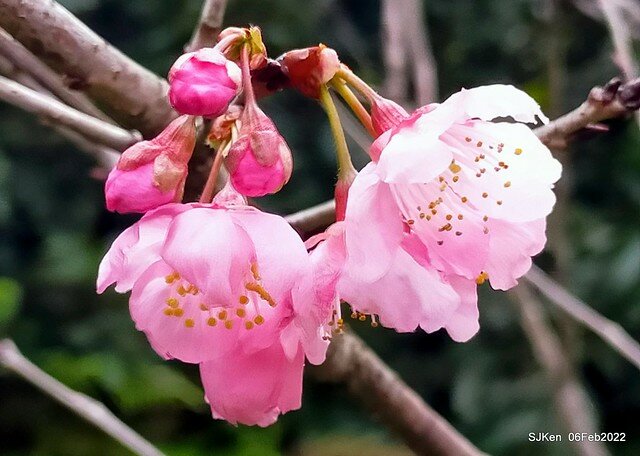 花卉試驗中心櫻花篇(2022 Cherry blossoms ), Taipei, Taiwan, SJKen,Feb 6, 2022.