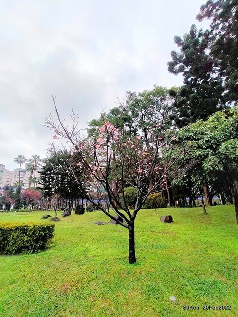 「中正紀念堂」寒流雨中賞櫻與杜鵑花(Cherry Blossom & Rhododendron at C.K.S. Memorial Hall), Taipei, Taiwan, SJKen, Feb 20, 2022.