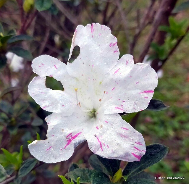 「陽明山花卉試驗中心茶花與杜鵑花」(Rhododendron &Camila), Taipei, Taiwan, SJKen, Feb 6, 2022.