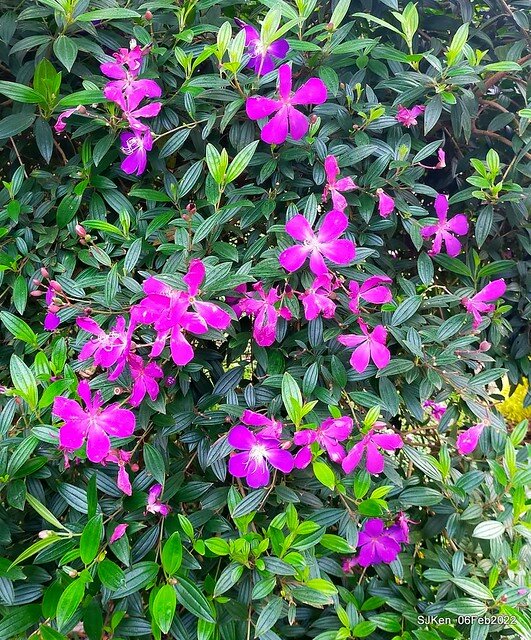 「陽明山花卉試驗中心風信子與香花篇」(Hyacinthus orientalis & other blossoms), Taipei, Taiwan, SJKen, Feb 6, 2022.