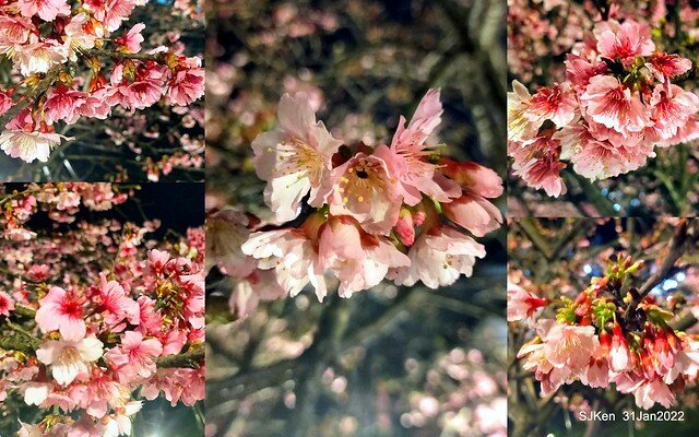 「2022台北東湖樂活夜櫻季」(2022 Taipei Lohas Cherry Blossoms Festival), Taipei, Taiwan, SJKen, Jan 31, 2022.
